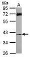 Ras Association Domain Family Member 4 antibody, PA5-31564, Invitrogen Antibodies, Western Blot image 