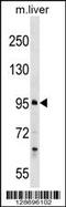 Proline And Serine Rich 1 antibody, 59-503, ProSci, Western Blot image 