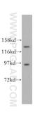 Poly(A) Specific Ribonuclease Subunit PAN2 antibody, 16427-1-AP, Proteintech Group, Western Blot image 