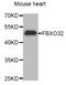 F-Box Protein 32 antibody, LS-C334959, Lifespan Biosciences, Western Blot image 