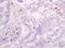 Capsid protein VP1 antibody, orb156267, Biorbyt, Immunohistochemistry paraffin image 