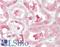 10-FTHFDH antibody, LS-B10382, Lifespan Biosciences, Immunohistochemistry paraffin image 