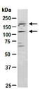 TOP1 Binding Arginine/Serine Rich Protein antibody, orb67252, Biorbyt, Western Blot image 