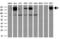 L1 Cell Adhesion Molecule antibody, GTX84241, GeneTex, Western Blot image 