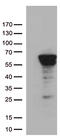 Zinc Finger Protein 480 antibody, TA812657, Origene, Western Blot image 
