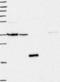 Dynein light chain 1, axonemal antibody, NBP2-13929, Novus Biologicals, Western Blot image 