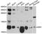 ERH MRNA Splicing And Mitosis Factor antibody, abx125824, Abbexa, Western Blot image 