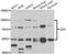 Mitogen-Activated Protein Kinase Kinase Kinase 20 antibody, STJ29508, St John