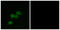 G Protein-Coupled Receptor 1 antibody, LS-C199006, Lifespan Biosciences, Immunofluorescence image 