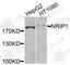 Nuclear receptor-interacting protein 1 antibody, A9955, ABclonal Technology, Western Blot image 