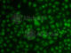 Kruppel Like Factor 3 antibody, A7195, ABclonal Technology, Immunofluorescence image 