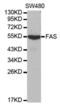 FAS antibody, abx000618, Abbexa, Western Blot image 