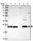 Prx-III antibody, HPA041488, Atlas Antibodies, Western Blot image 