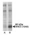Solute Carrier Family 9 Member A3 antibody, MA1-46415, Invitrogen Antibodies, Western Blot image 