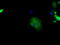 Sorting nexin-9 antibody, TA501323, Origene, Immunofluorescence image 