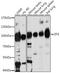 Zinc finger X-chromosomal protein antibody, orb542410, Biorbyt, Western Blot image 
