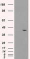 Mitogen-Activated Protein Kinase 8 antibody, TA500075, Origene, Western Blot image 