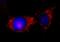 Integrin-linked protein kinase antibody, A301-258A, Bethyl Labs, Immunocytochemistry image 