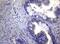 Male Germ Cell Associated Kinase antibody, MA5-27062, Invitrogen Antibodies, Immunohistochemistry paraffin image 