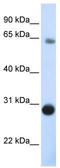 Derlin-3 antibody, TA335302, Origene, Western Blot image 