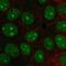 Integrator complex subunit 3 antibody, NBP2-57633, Novus Biologicals, Immunofluorescence image 