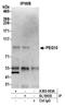 Retrotransposon-derived protein PEG10 antibody, A305-063A, Bethyl Labs, Immunoprecipitation image 