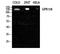 Probable G-protein coupled receptor 158 antibody, A11699, Boster Biological Technology, Western Blot image 