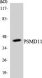 26S proteasome non-ATPase regulatory subunit 11 antibody, LS-C200540, Lifespan Biosciences, Western Blot image 