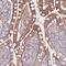 Feline Leukemia Virus Subgroup C Cellular Receptor 1 antibody, PA5-61270, Invitrogen Antibodies, Immunohistochemistry frozen image 