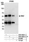 Myc-associated zinc finger protein antibody, A301-652A, Bethyl Labs, Immunoprecipitation image 
