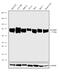 Limpii antibody, 711805, Invitrogen Antibodies, Western Blot image 