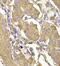 Ras-GRF1 antibody, FNab07131, FineTest, Immunohistochemistry paraffin image 
