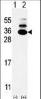 KxDL Motif Containing 1 antibody, LS-C167982, Lifespan Biosciences, Western Blot image 