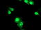 DNA excision repair protein ERCC-1 antibody, LS-C786944, Lifespan Biosciences, Immunofluorescence image 