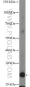 BCL2 antibody, 26593-1-AP, Proteintech Group, Enzyme Linked Immunosorbent Assay image 