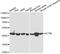 Sterol O-Acyltransferase 1 antibody, A13273, ABclonal Technology, Western Blot image 
