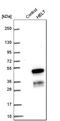 Helt BHLH Transcription Factor antibody, HPA036189, Atlas Antibodies, Western Blot image 