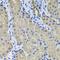 Activin receptor type IIA antibody, orb167135, Biorbyt, Immunohistochemistry paraffin image 