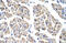 T Cell Leukemia Homeobox 2 antibody, 29-030, ProSci, Immunohistochemistry frozen image 