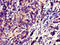 Spermatogenesis And Centriole Associated 1 Like antibody, orb36967, Biorbyt, Immunohistochemistry paraffin image 