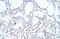 Zinc Finger Protein 580 antibody, ARP39236_P050, Aviva Systems Biology, Immunohistochemistry frozen image 