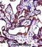Alkaline Phosphatase, Germ Cell antibody, abx027462, Abbexa, Immunohistochemistry frozen image 