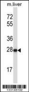 Helt BHLH Transcription Factor antibody, 57-164, ProSci, Western Blot image 