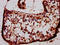 BarH Like Homeobox 1 antibody, LS-C680202, Lifespan Biosciences, Immunohistochemistry paraffin image 