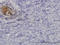 Angiopoietin Like 1 antibody, LS-C133101, Lifespan Biosciences, Immunohistochemistry frozen image 