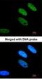 TATA-binding protein-associated factor 2N antibody, NBP1-32461, Novus Biologicals, Immunofluorescence image 