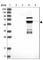 Zinc Finger Protein 490 antibody, HPA005576, Atlas Antibodies, Western Blot image 