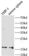 AIF1 antibody, FNab04096, FineTest, Western Blot image 