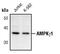 Protein Kinase AMP-Activated Non-Catalytic Subunit Gamma 1 antibody, PA5-17557, Invitrogen Antibodies, Western Blot image 