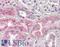 Cathepsin L antibody, LS-B8730, Lifespan Biosciences, Immunohistochemistry frozen image 